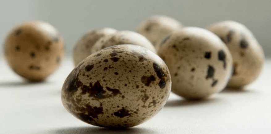 Vezët e Quail për fuqi